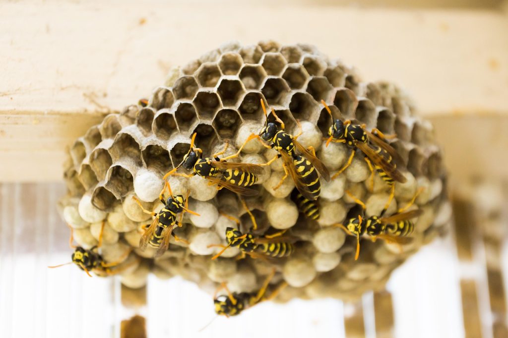 radioactive wasps nest
