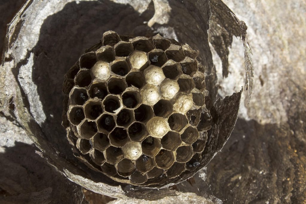 radioactive wasps nest