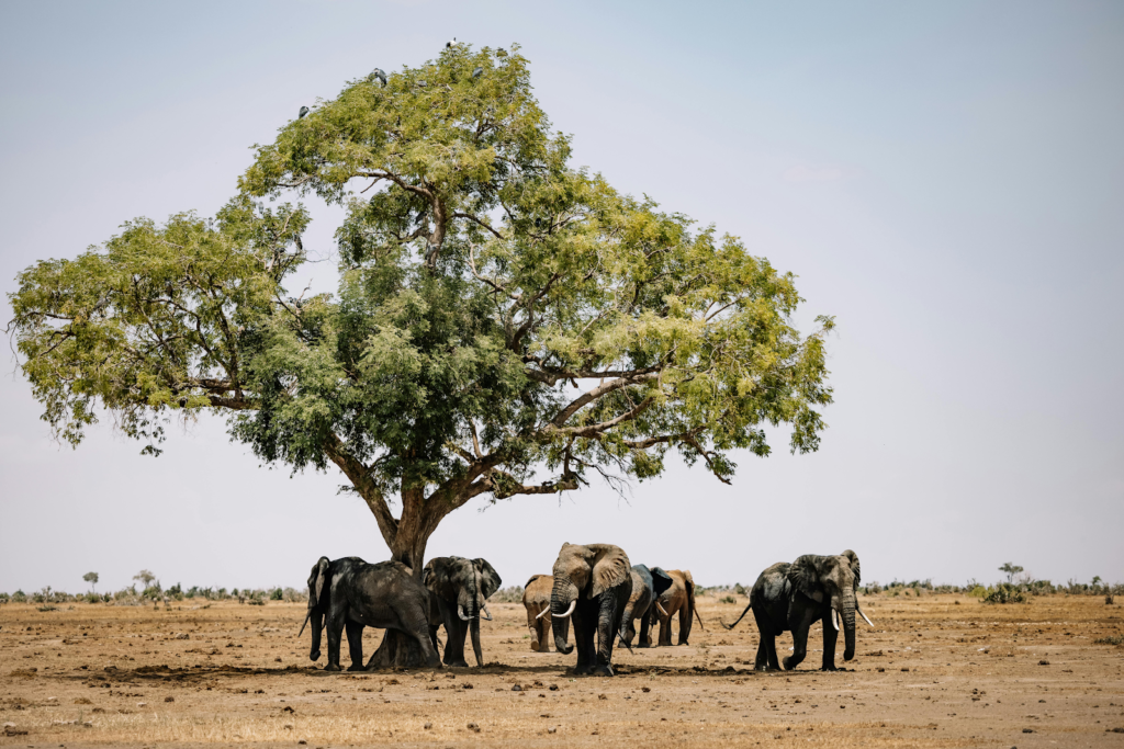 Exploring the Wilderness: The Allure of a Botswana Horse Safari Wilderness
